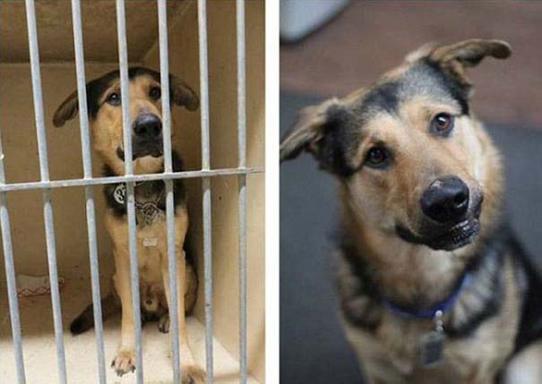 Σκύλοι πριν και μετά τη διάσωση τους (2)