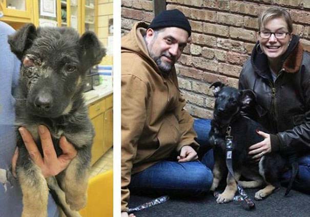 Σκύλοι πριν και μετά τη διάσωση τους (4)