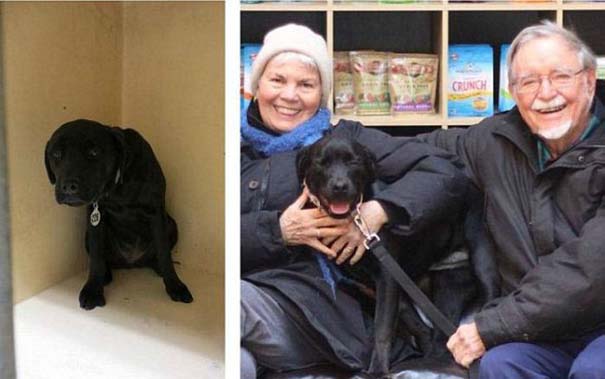 Σκύλοι πριν και μετά τη διάσωση τους (5)