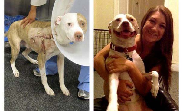 Σκύλοι πριν και μετά τη διάσωση τους (6)