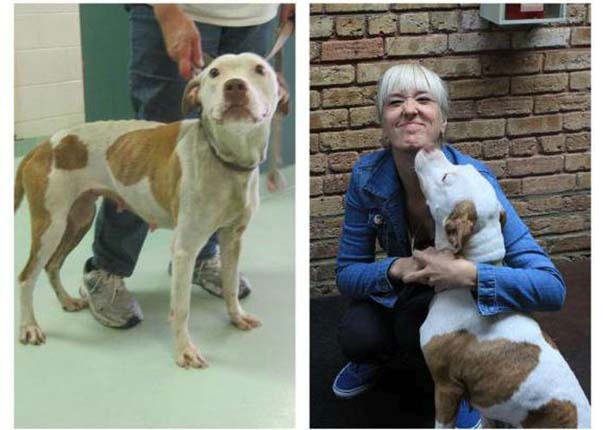 Σκύλοι πριν και μετά τη διάσωση τους (7)