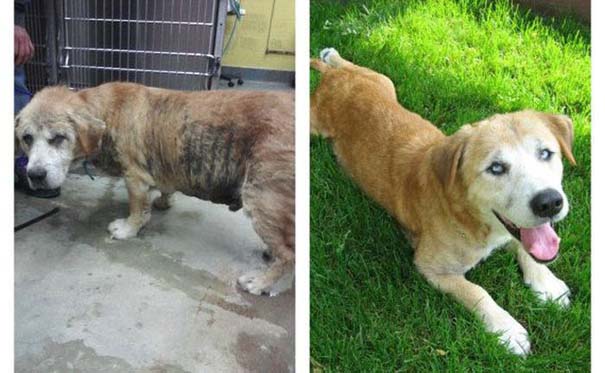 Σκύλοι πριν και μετά τη διάσωση τους (9)
