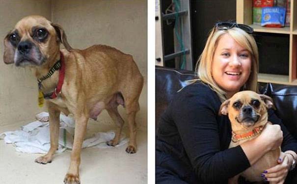 Σκύλοι πριν και μετά τη διάσωση τους (10)