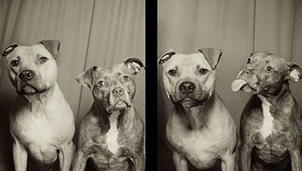 Σκύλοι σε φωτογραφικό θάλαμο (1)
