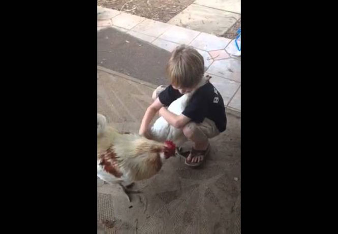 Αγόρι αγκαλιάζει κότα