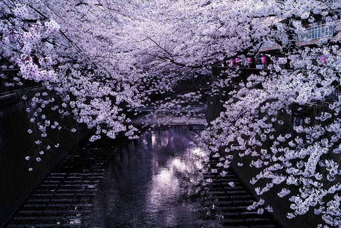 Οι ανθισμένες κερασιές της Ιαπωνίας είναι ένα μοναδικό θέαμα που πρέπει να δεις (1)