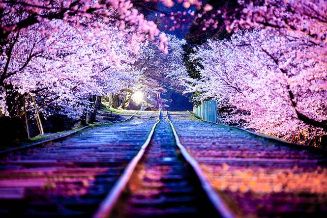 Οι ανθισμένες κερασιές της Ιαπωνίας είναι ένα μοναδικό θέαμα που πρέπει να δεις (3)