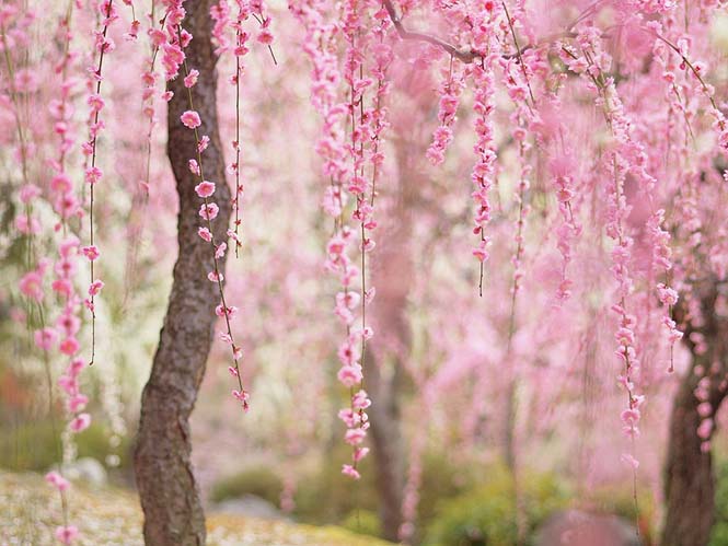 Οι ανθισμένες κερασιές της Ιαπωνίας είναι ένα μοναδικό θέαμα που πρέπει να δεις (4)