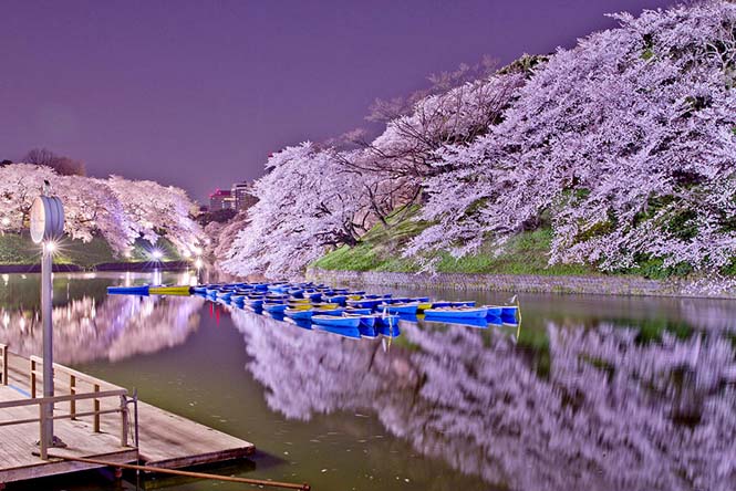 Οι ανθισμένες κερασιές της Ιαπωνίας είναι ένα μοναδικό θέαμα που πρέπει να δεις (5)
