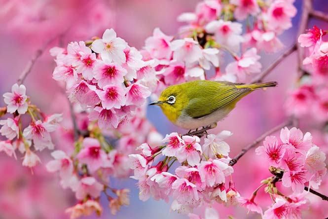 Οι ανθισμένες κερασιές της Ιαπωνίας είναι ένα μοναδικό θέαμα που πρέπει να δεις (6)