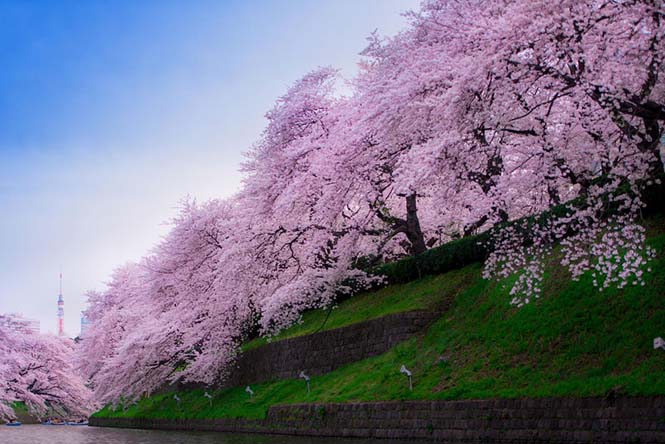 Οι ανθισμένες κερασιές της Ιαπωνίας είναι ένα μοναδικό θέαμα που πρέπει να δεις (8)
