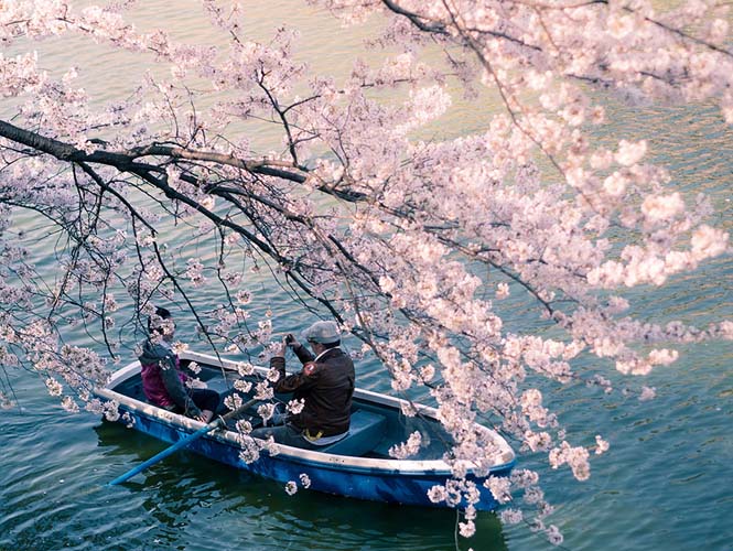 Οι ανθισμένες κερασιές της Ιαπωνίας είναι ένα μοναδικό θέαμα που πρέπει να δεις (9)
