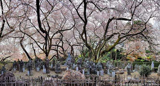 Οι ανθισμένες κερασιές της Ιαπωνίας είναι ένα μοναδικό θέαμα που πρέπει να δεις (10)