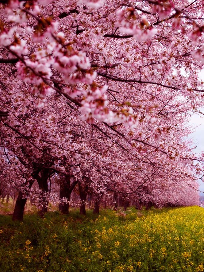 Οι ανθισμένες κερασιές της Ιαπωνίας είναι ένα μοναδικό θέαμα που πρέπει να δεις (11)