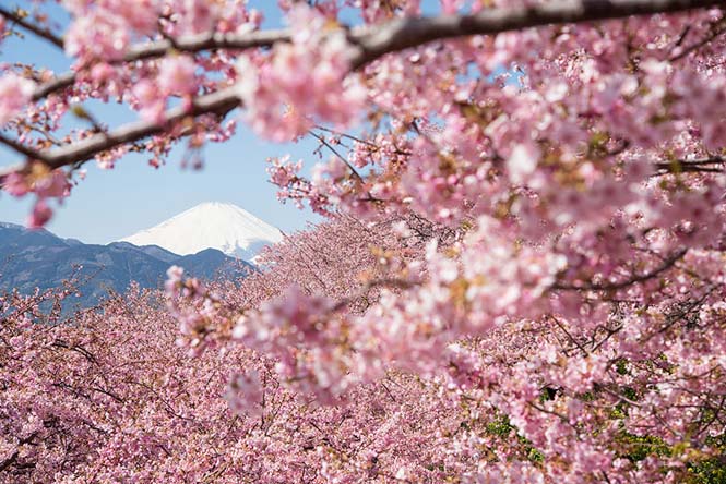 Οι ανθισμένες κερασιές της Ιαπωνίας είναι ένα μοναδικό θέαμα που πρέπει να δεις (13)