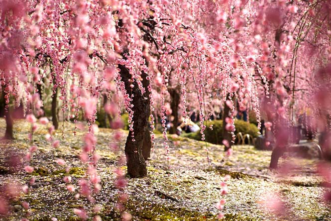 Οι ανθισμένες κερασιές της Ιαπωνίας είναι ένα μοναδικό θέαμα που πρέπει να δεις (14)