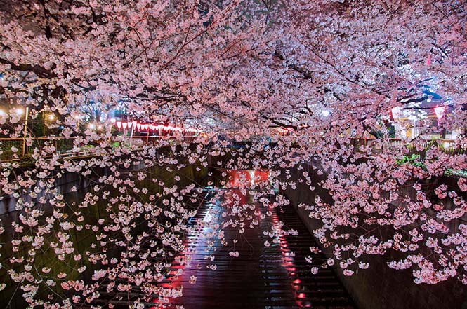 Οι ανθισμένες κερασιές της Ιαπωνίας είναι ένα μοναδικό θέαμα που πρέπει να δεις (15)