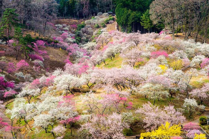Οι ανθισμένες κερασιές της Ιαπωνίας είναι ένα μοναδικό θέαμα που πρέπει να δεις (16)