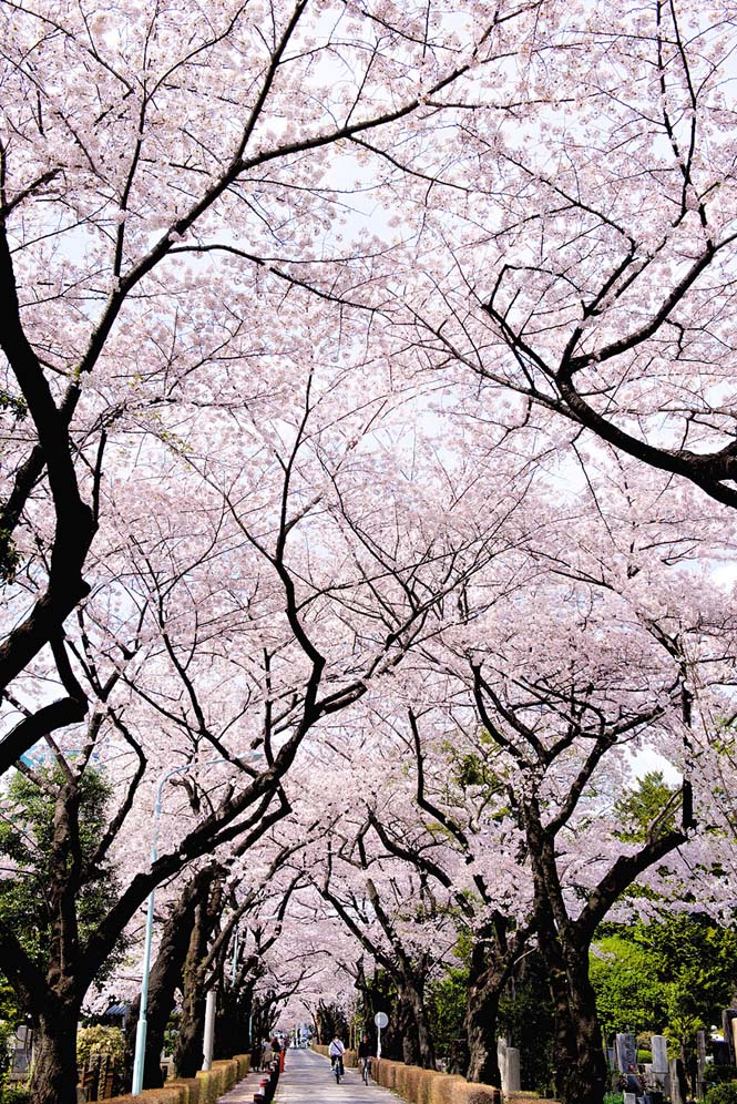 Οι ανθισμένες κερασιές της Ιαπωνίας είναι ένα μοναδικό θέαμα που πρέπει να δεις (17)