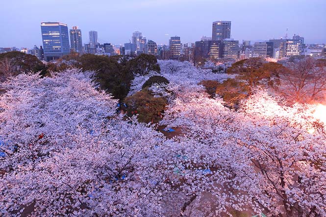 Οι ανθισμένες κερασιές της Ιαπωνίας είναι ένα μοναδικό θέαμα που πρέπει να δεις (18)