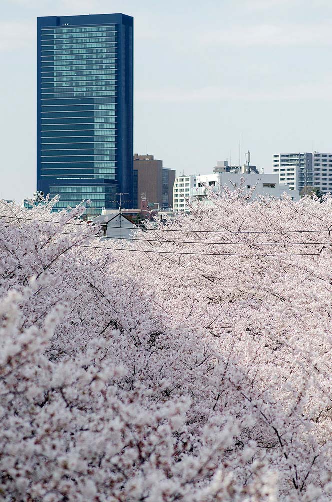 Οι ανθισμένες κερασιές της Ιαπωνίας είναι ένα μοναδικό θέαμα που πρέπει να δεις (19)