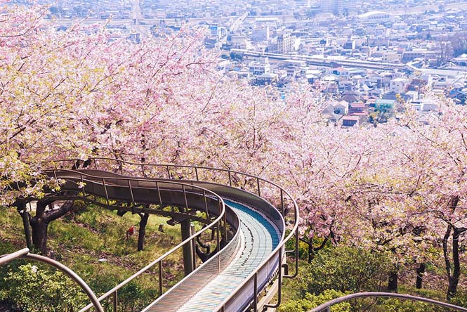Οι ανθισμένες κερασιές της Ιαπωνίας είναι ένα μοναδικό θέαμα που πρέπει να δεις (20)