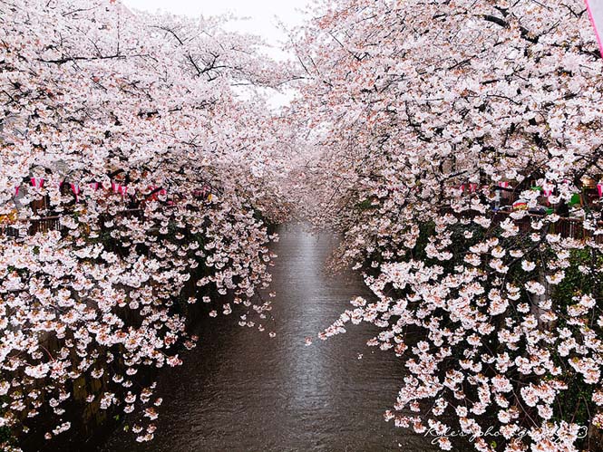 Οι ανθισμένες κερασιές της Ιαπωνίας είναι ένα μοναδικό θέαμα που πρέπει να δεις (21)