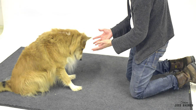 Οι απίθανες αντιδράσεις σκύλων όταν τους κάνουν μαγικά κόλπα