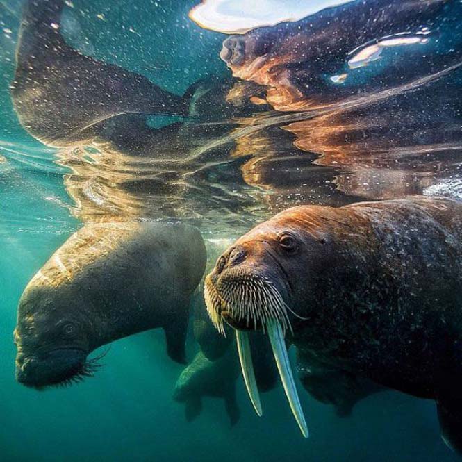 Εκπληκτικές φωτογραφίες του National Geographic στο Instagram (34)