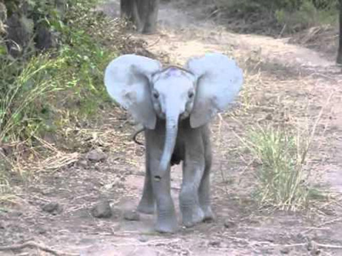 Γενναίο ελεφαντάκι «ορμάει» σε τουρίστες