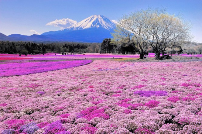 Εκπληκτικό τοπίο με φόντο το Όρος Fuji στην Ιαπωνία | Φωτογραφία της ημέρας