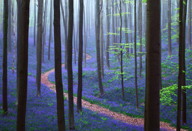 Το δάσος Hallerbos στο Βέλγιο | Φωτογραφία της ημέρας