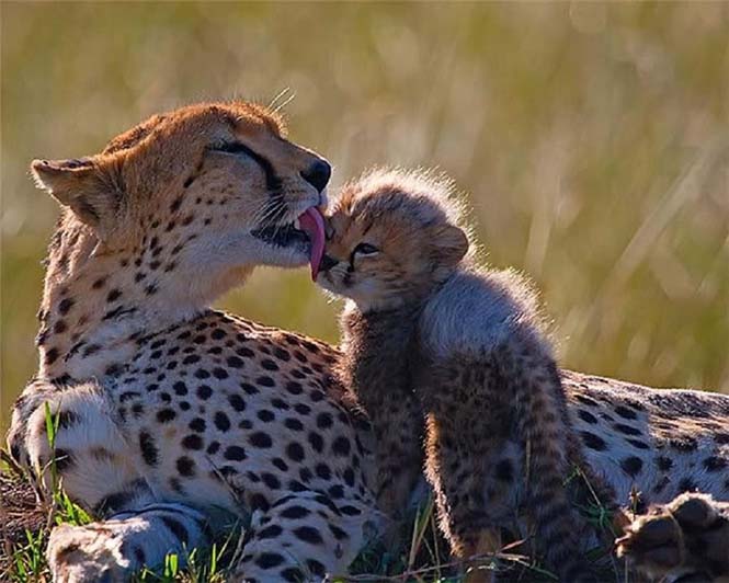 Η αγάπη της μητέρας: 35 υπέροχες φωτογραφίες από το ζωικό βασίλειο (24)