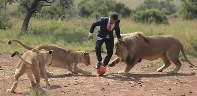 Άνδρας παίζει μπάλα με άγρια λιοντάρια