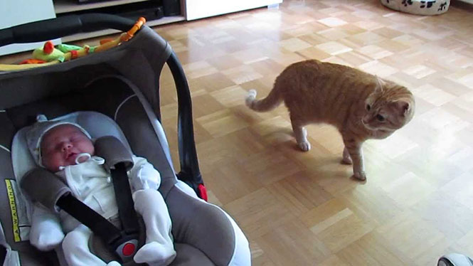 Η αντίδραση μιας γάτας που βλέπει για πρώτη φορά μωρό