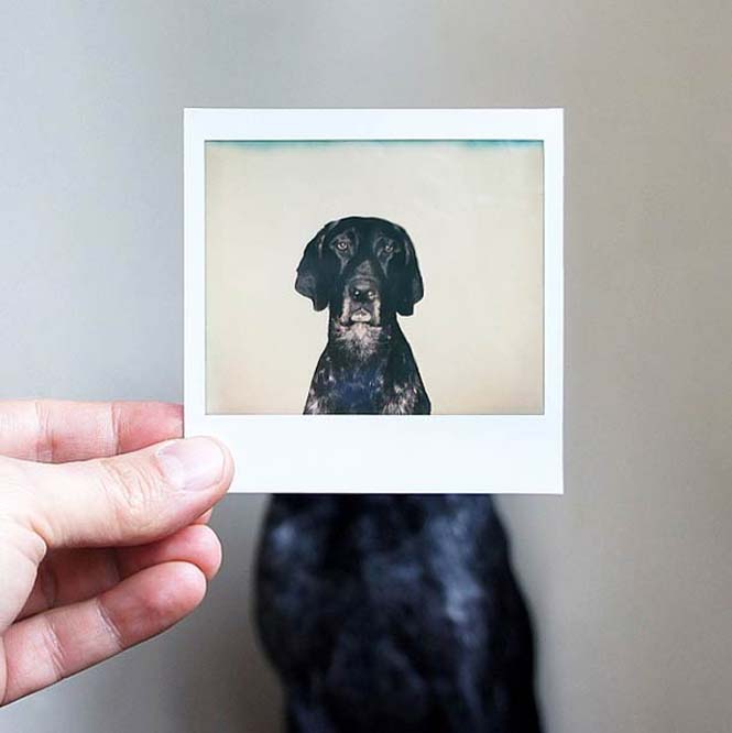Απίστευτες φωτογραφίες με πρωταγωνιστή έναν σκύλο (7)