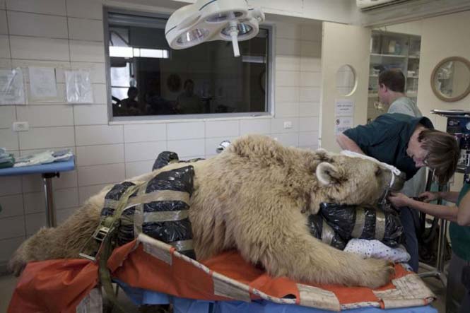 Αρκούδα στο χειρουργείο (6)