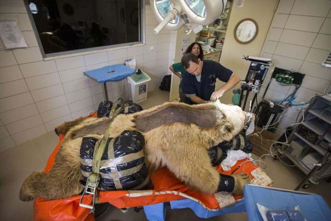 Αρκούδα στο χειρουργείο (9)