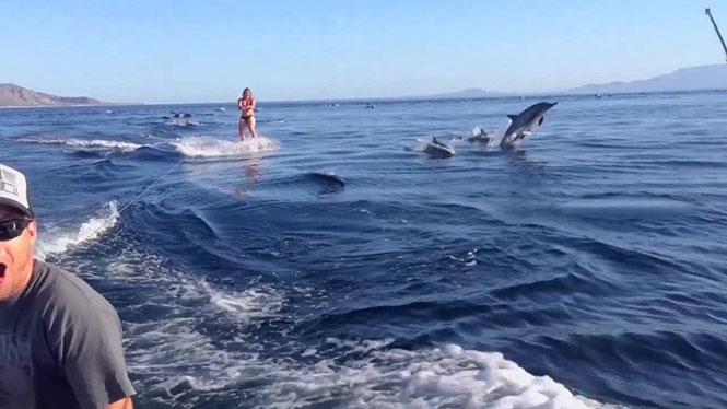 Κάνοντας wakeboarding μαζί με δεκάδες δελφίνια