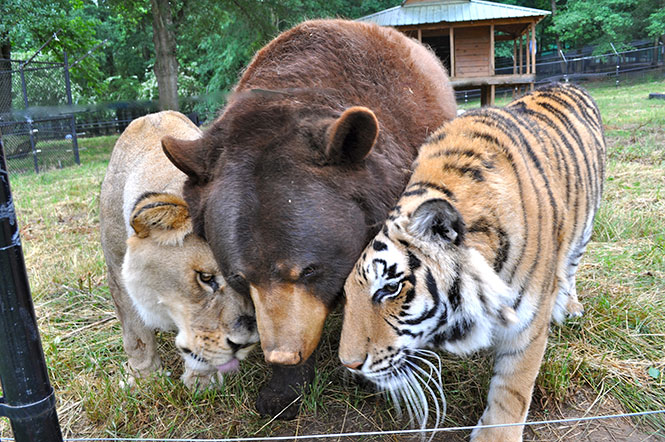 Λιοντάρι, τίγρης και αρκούδα