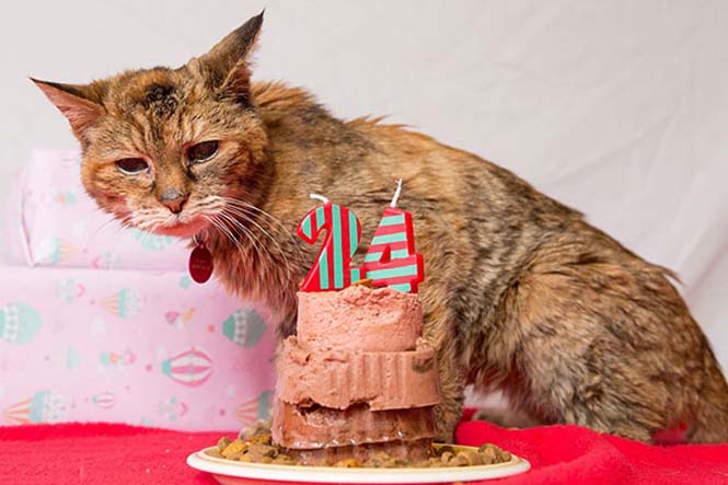 Poppy: Η γηραιότερη γάτα στον κόσμο (14)