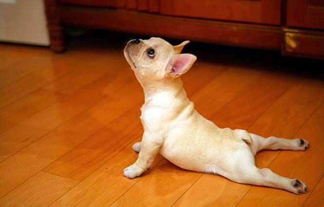 Ζώα που κάνουν Yoga (2)