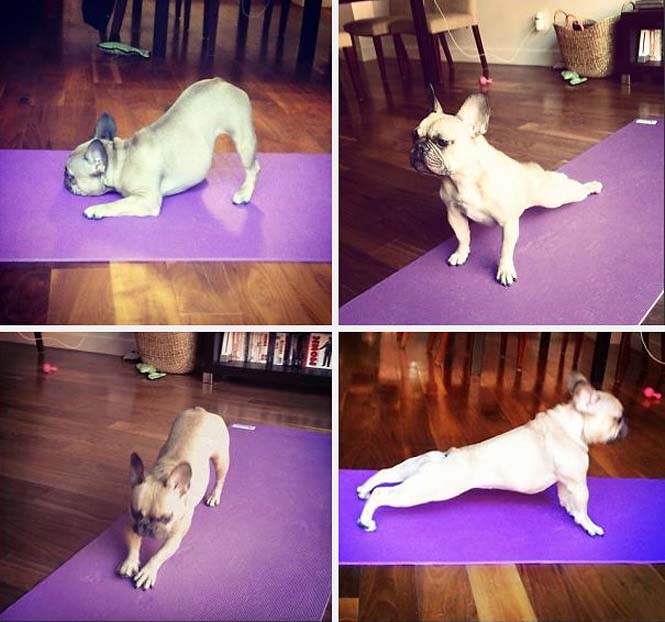 Ζώα που κάνουν Yoga (3)