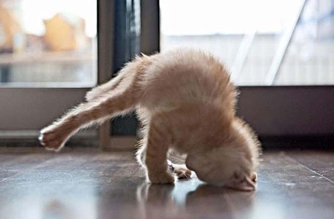 Ζώα που κάνουν Yoga (14)