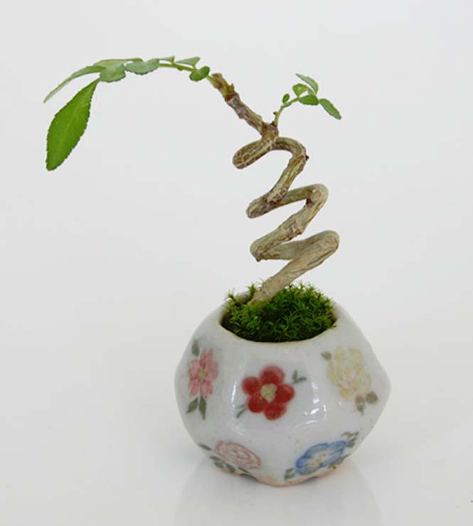 Δένδρα bonsai μινιατούρες (6)