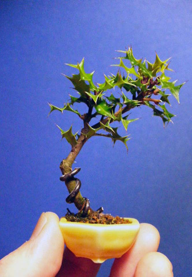 Δένδρα bonsai μινιατούρες (13)