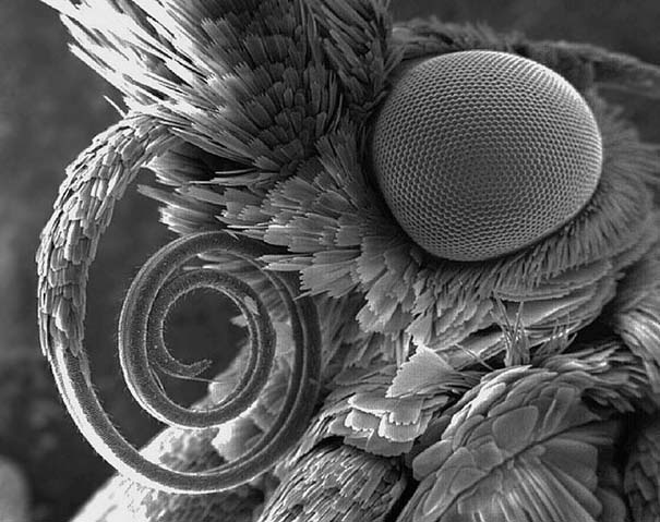 Εκπληκτικές εικόνες από μικροσκόπιο (15)