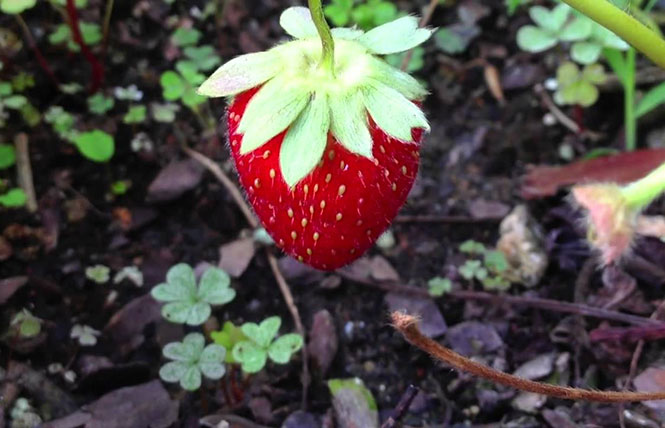 Η εξέλιξη μιας φράουλας από άνθος σε φρούτο