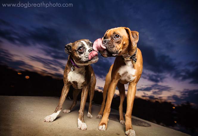 Φωτογραφίες σκύλων από την Kaylee Greer (21)