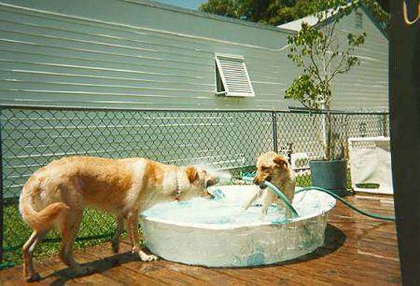 Σκύλοι που είναι πανέτοιμοι για το καλοκαίρι (12)